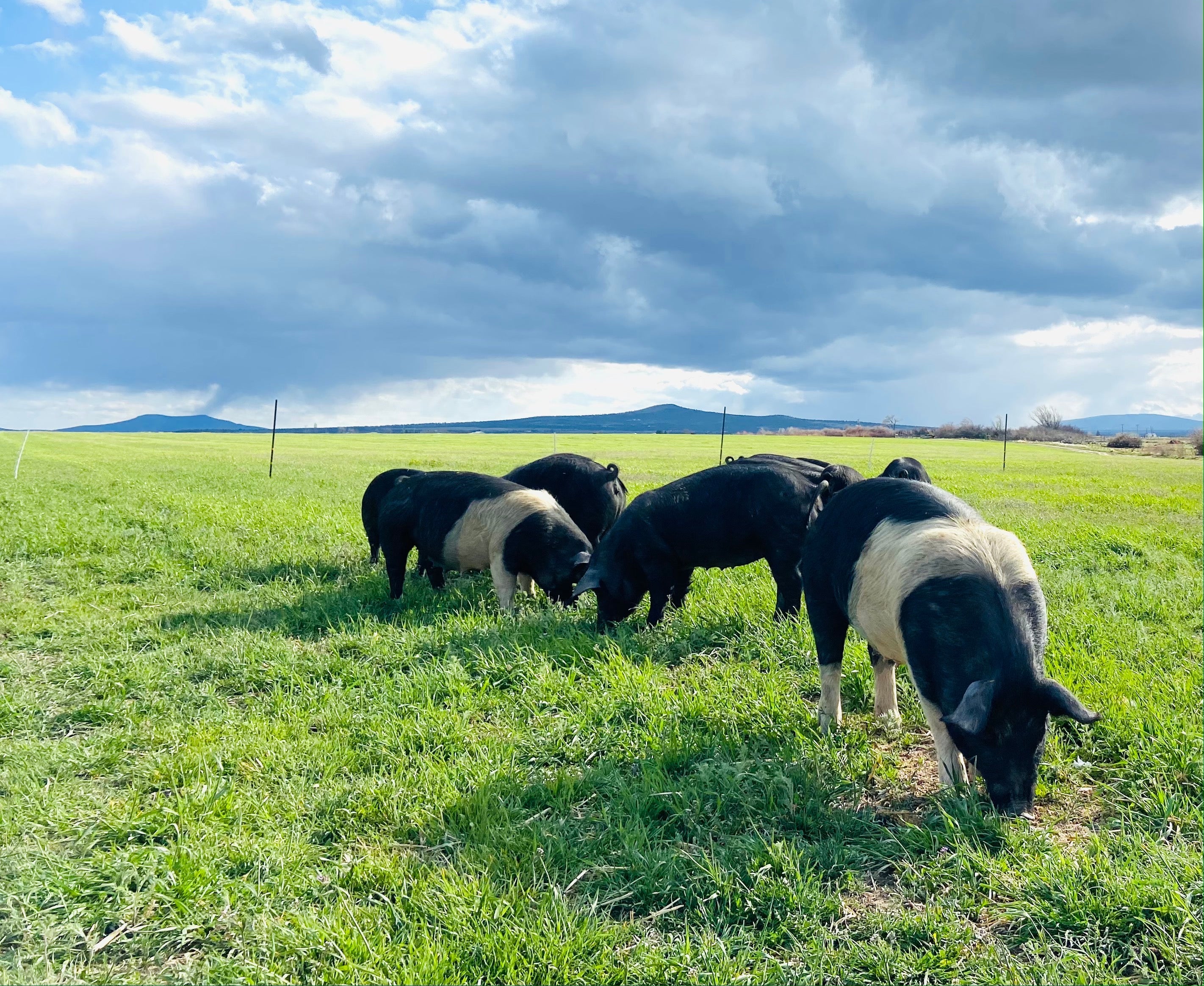 HALF Hog Share- DEPOSIT (Sept '25 Harvest)